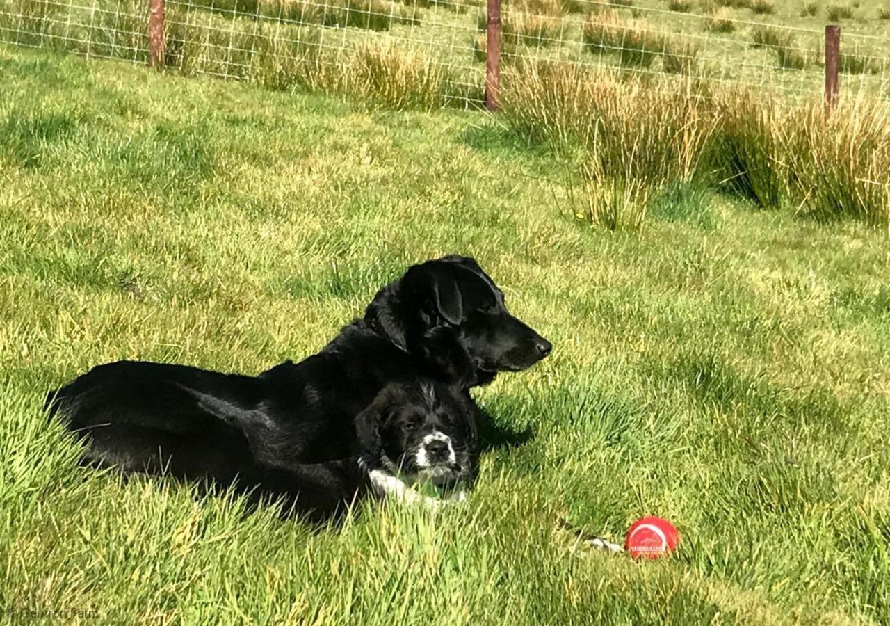 Dog Friendly Cottage, Geufron Farm Near Tywyn Bryn-crug Eksteriør billede